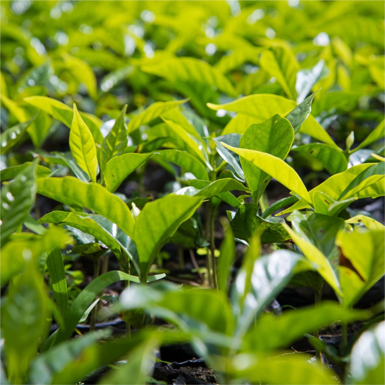 Clean treated water being reused in agricultural irrigation system