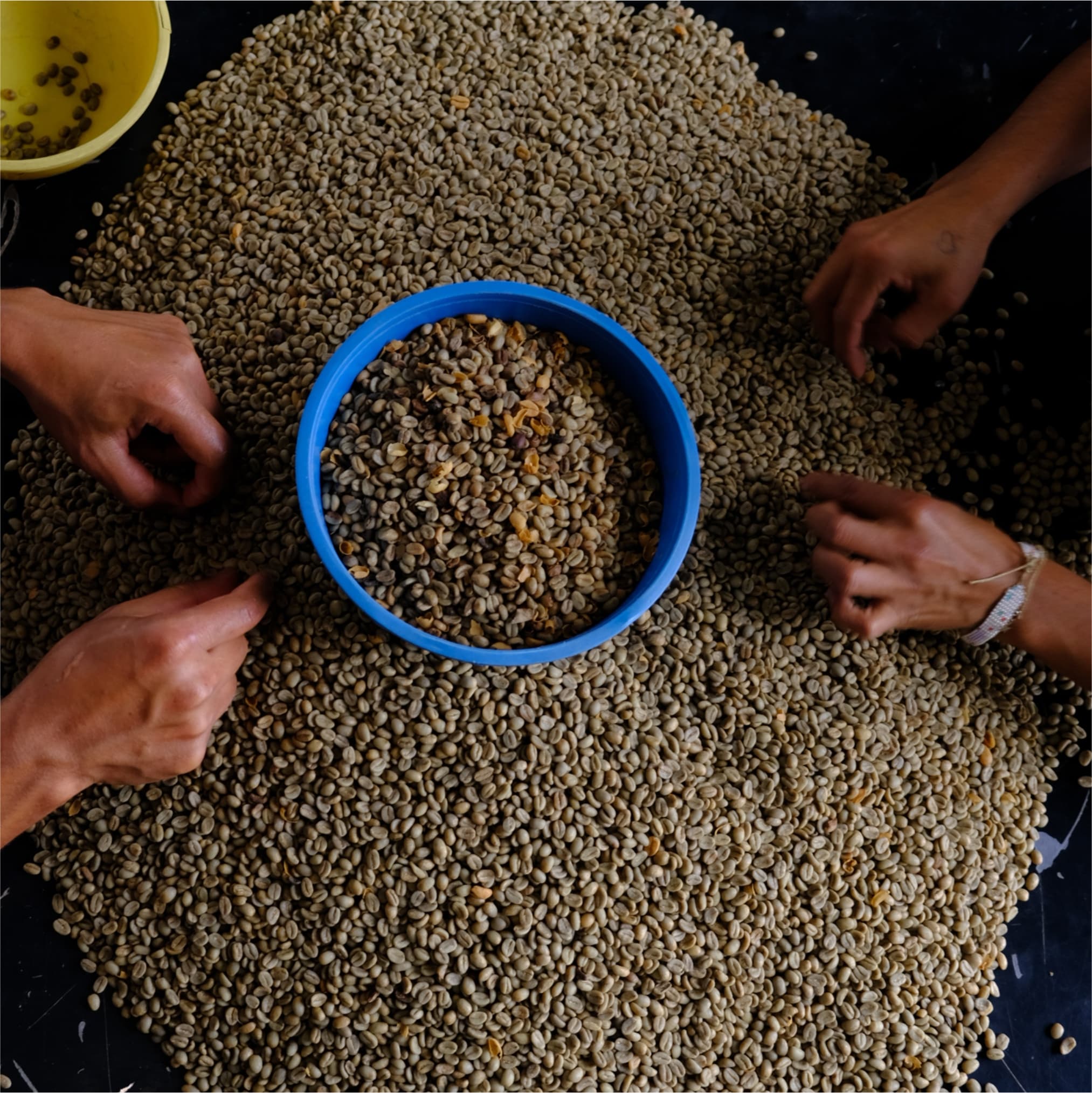 Green coffee beans undergoing physical analysis for quality control