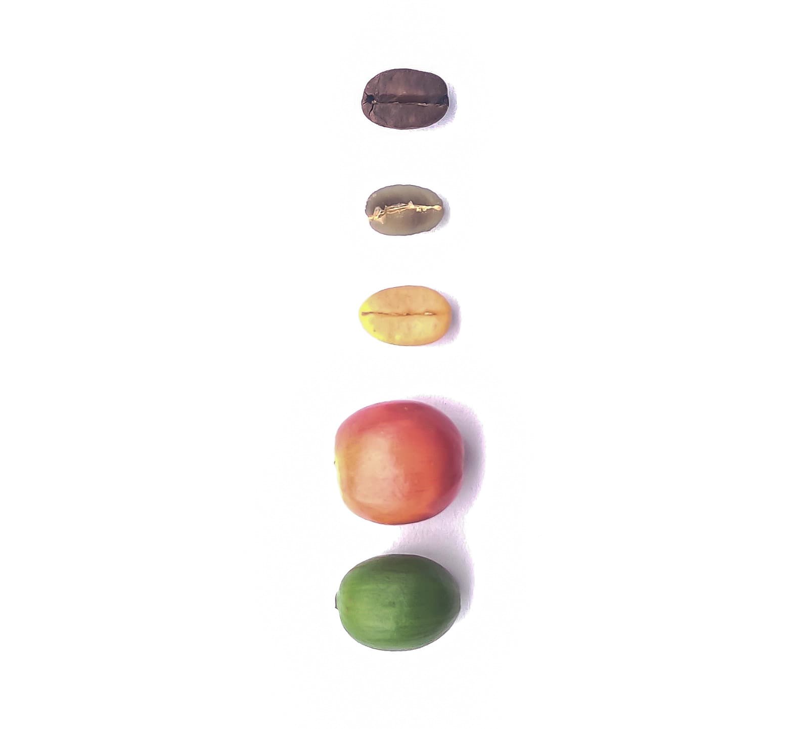 Coffee beans undergoing fermentation in a controlled environment