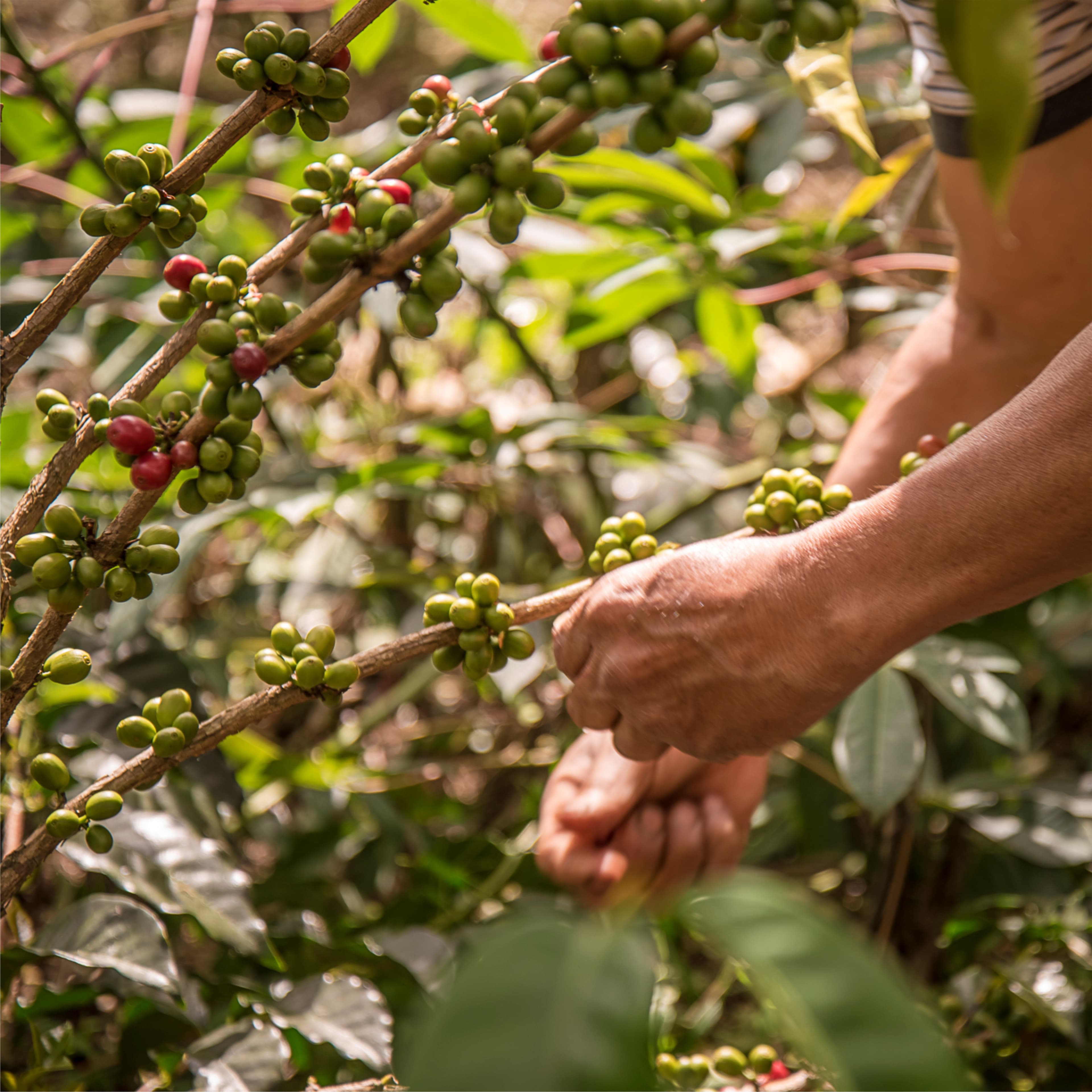 Hand-picking ripe coffee cherries from a branch