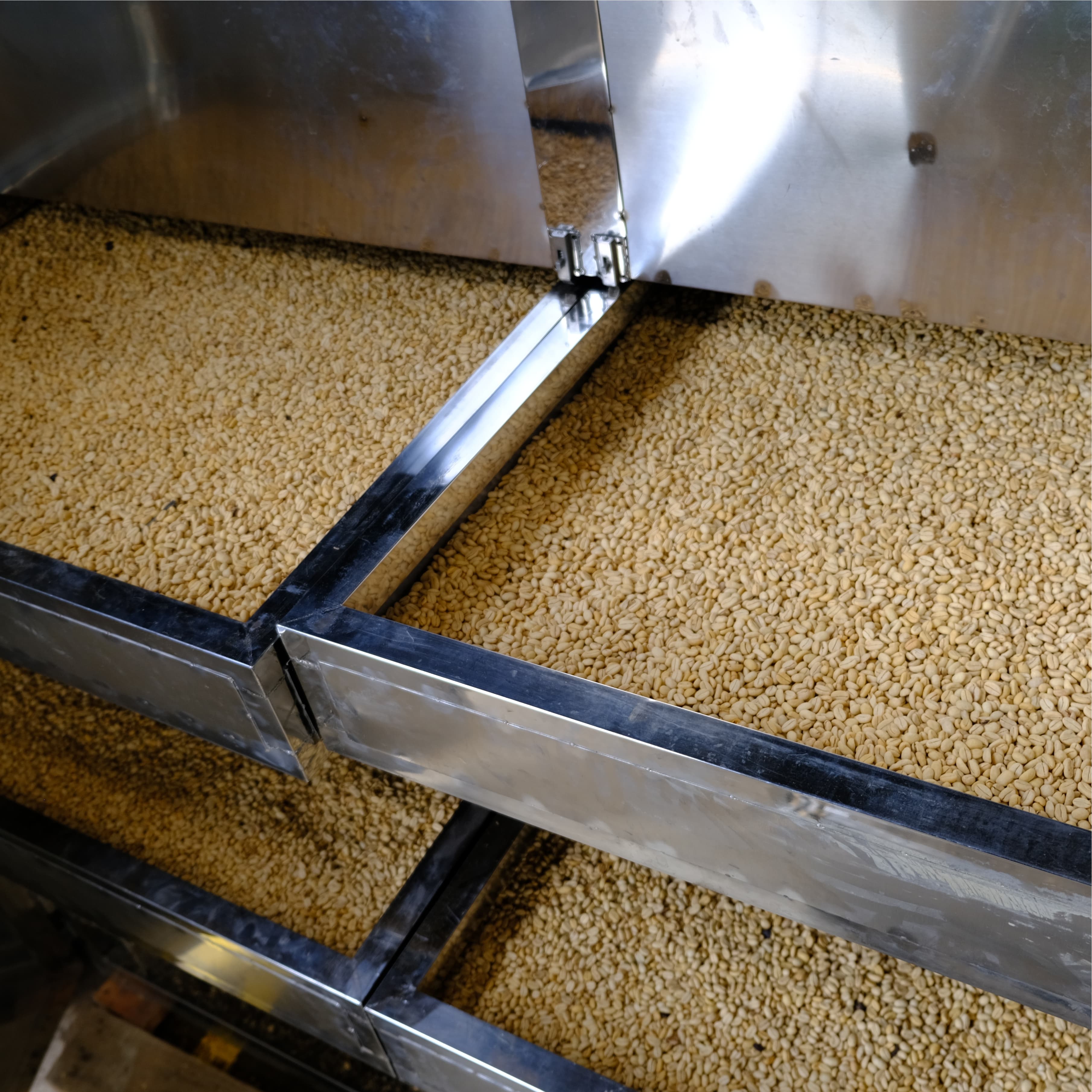 Coffee beans inside a mechanical drying unit