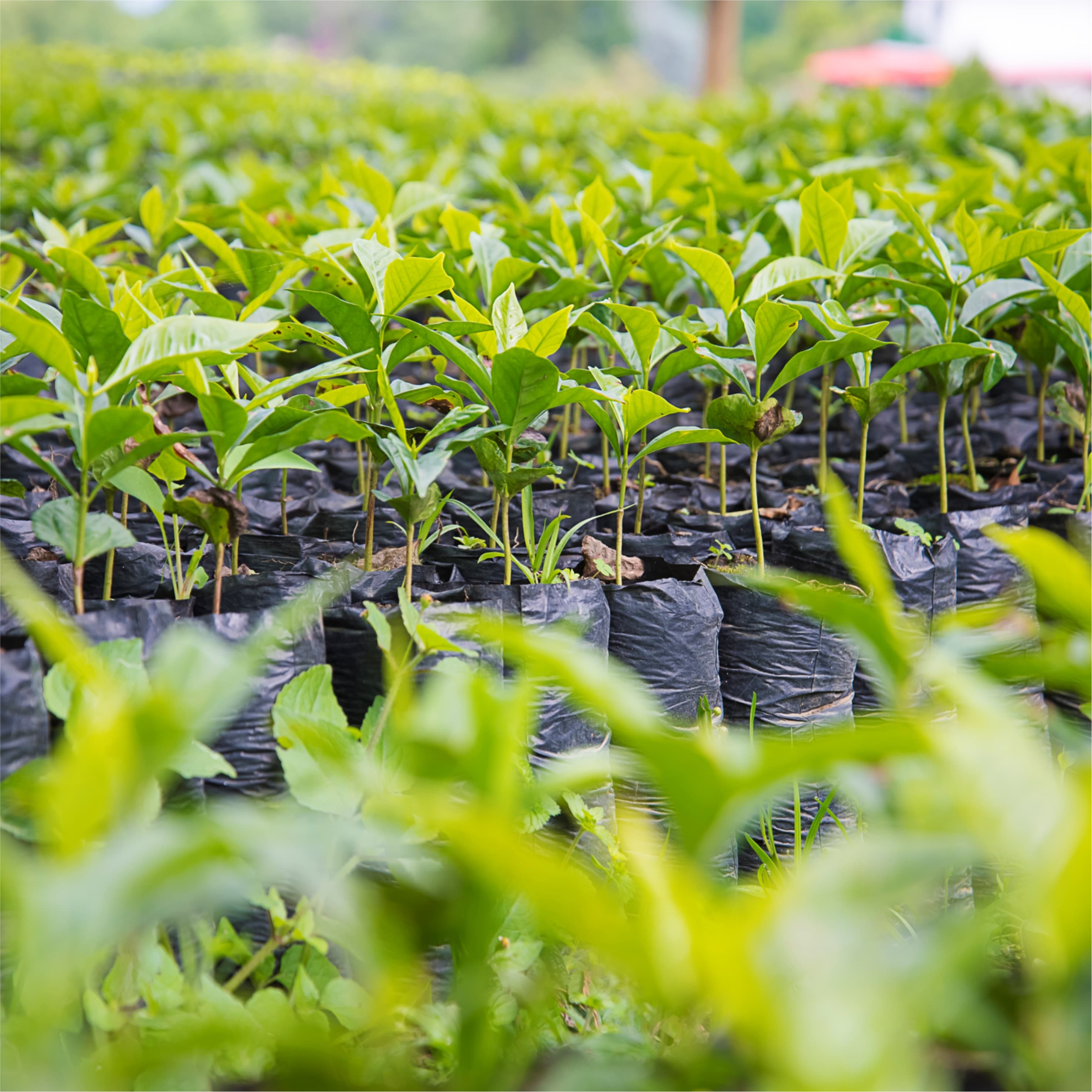 Coffee seedling being planted in fertile soil