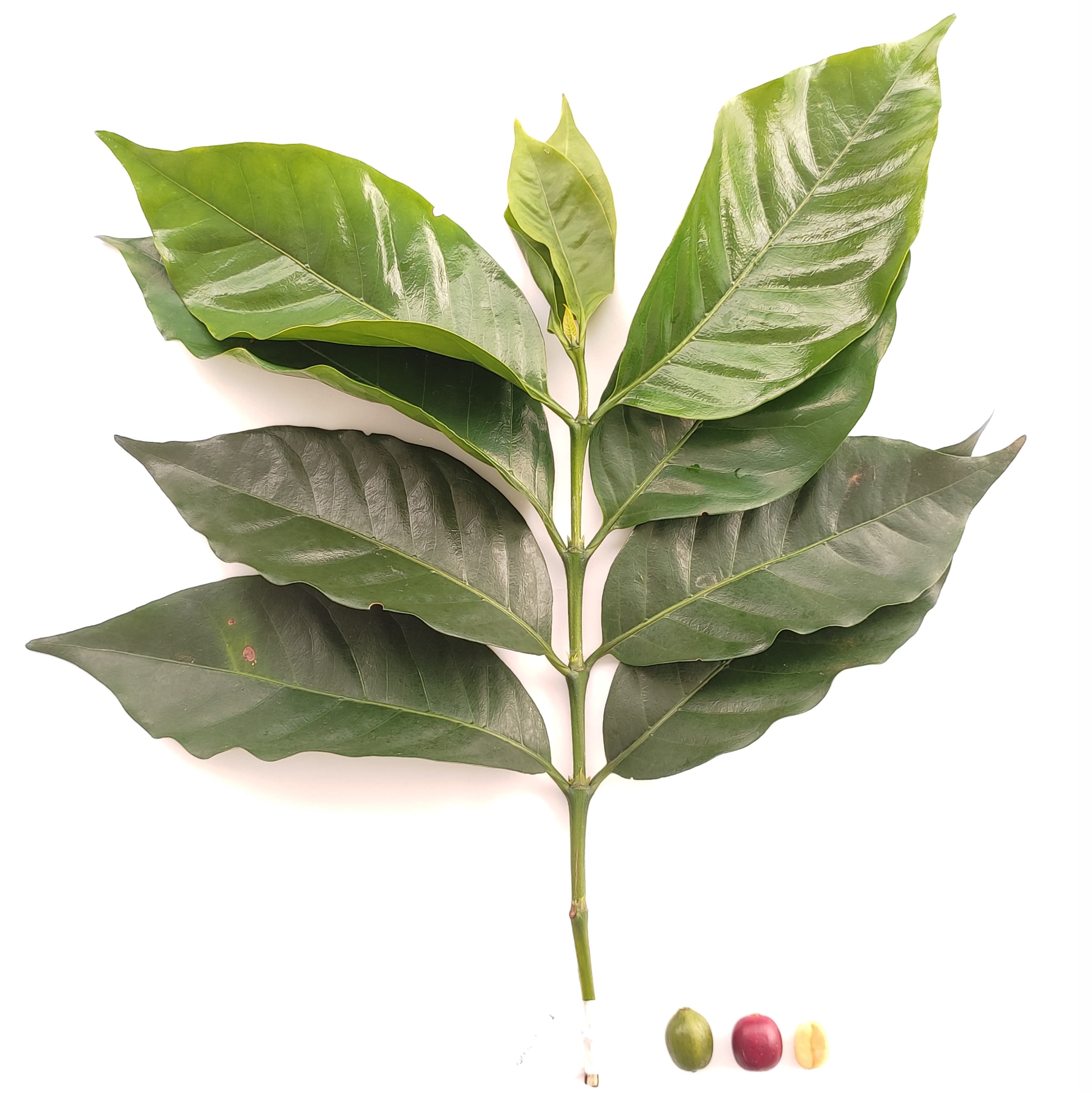 Scientific research on coffee plant genetics and taxonomy