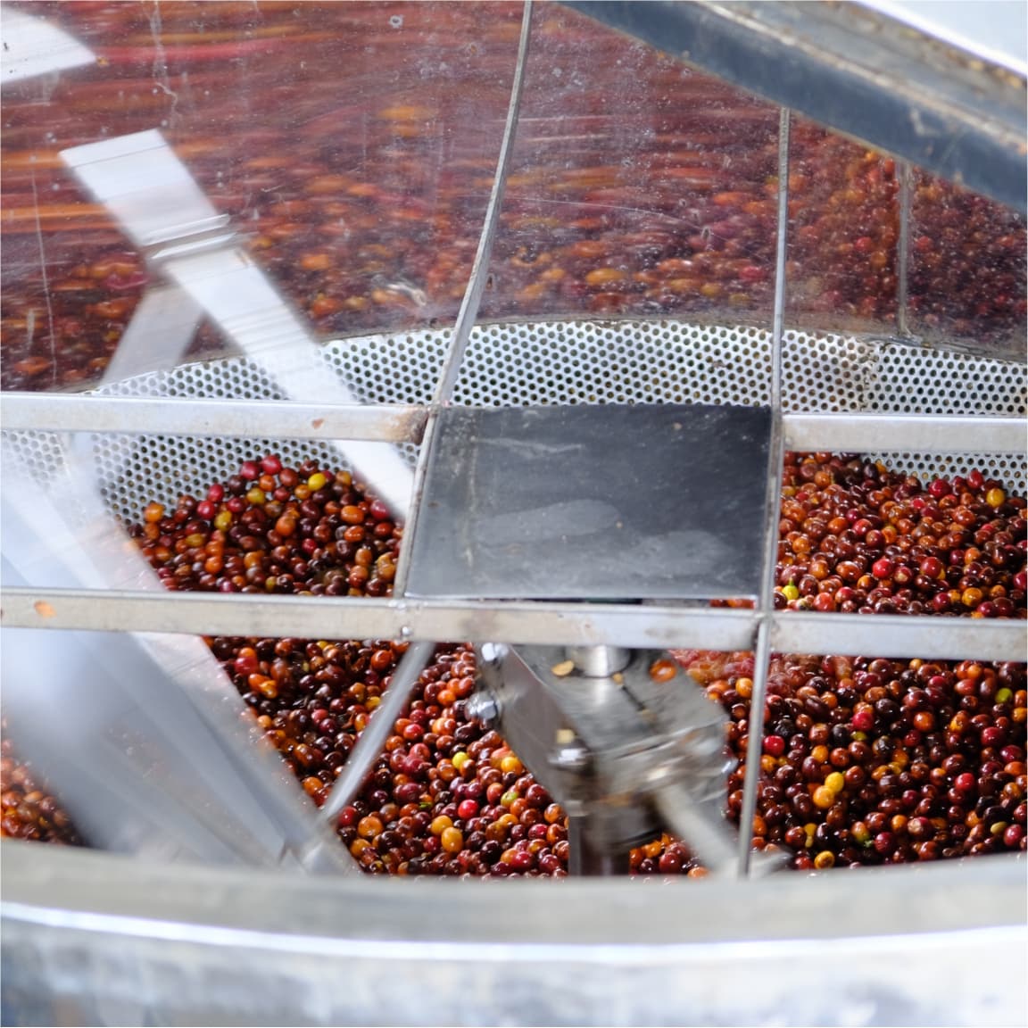 Washed coffee beans being rinsed with clean water