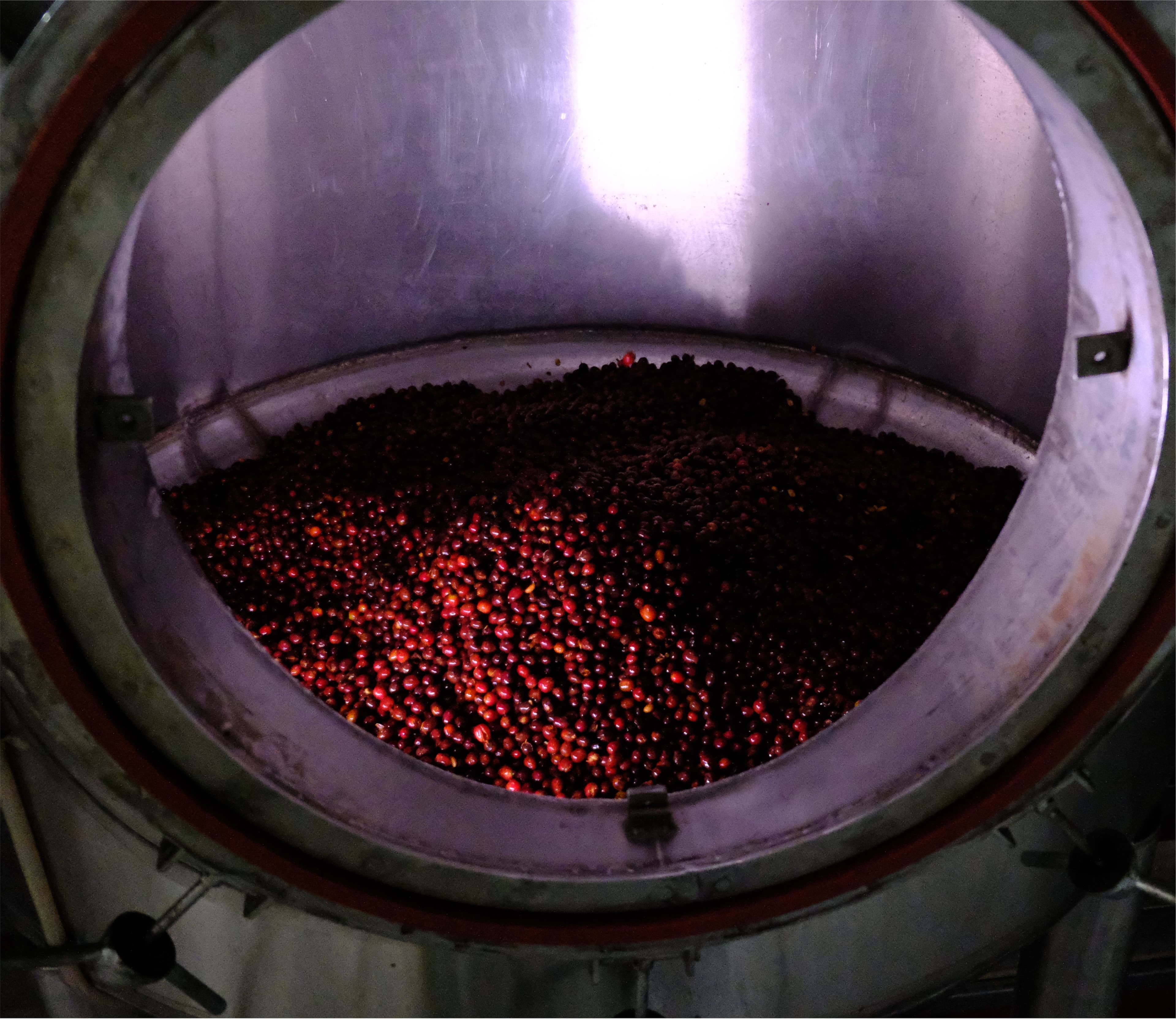 Coffee fermentation process with yeast activity