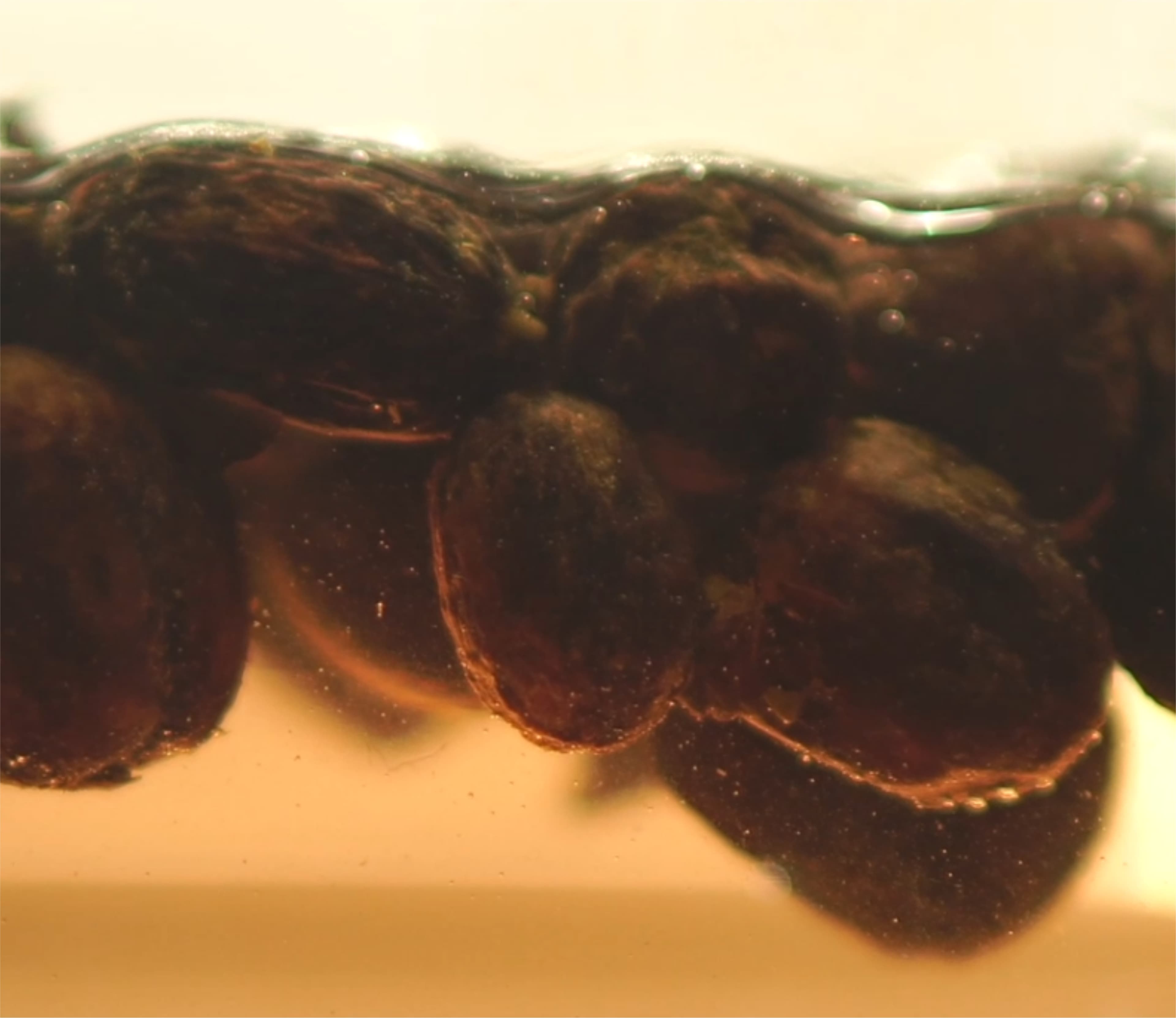 Coffee cherries undergoing leachate imbibition, showing color change