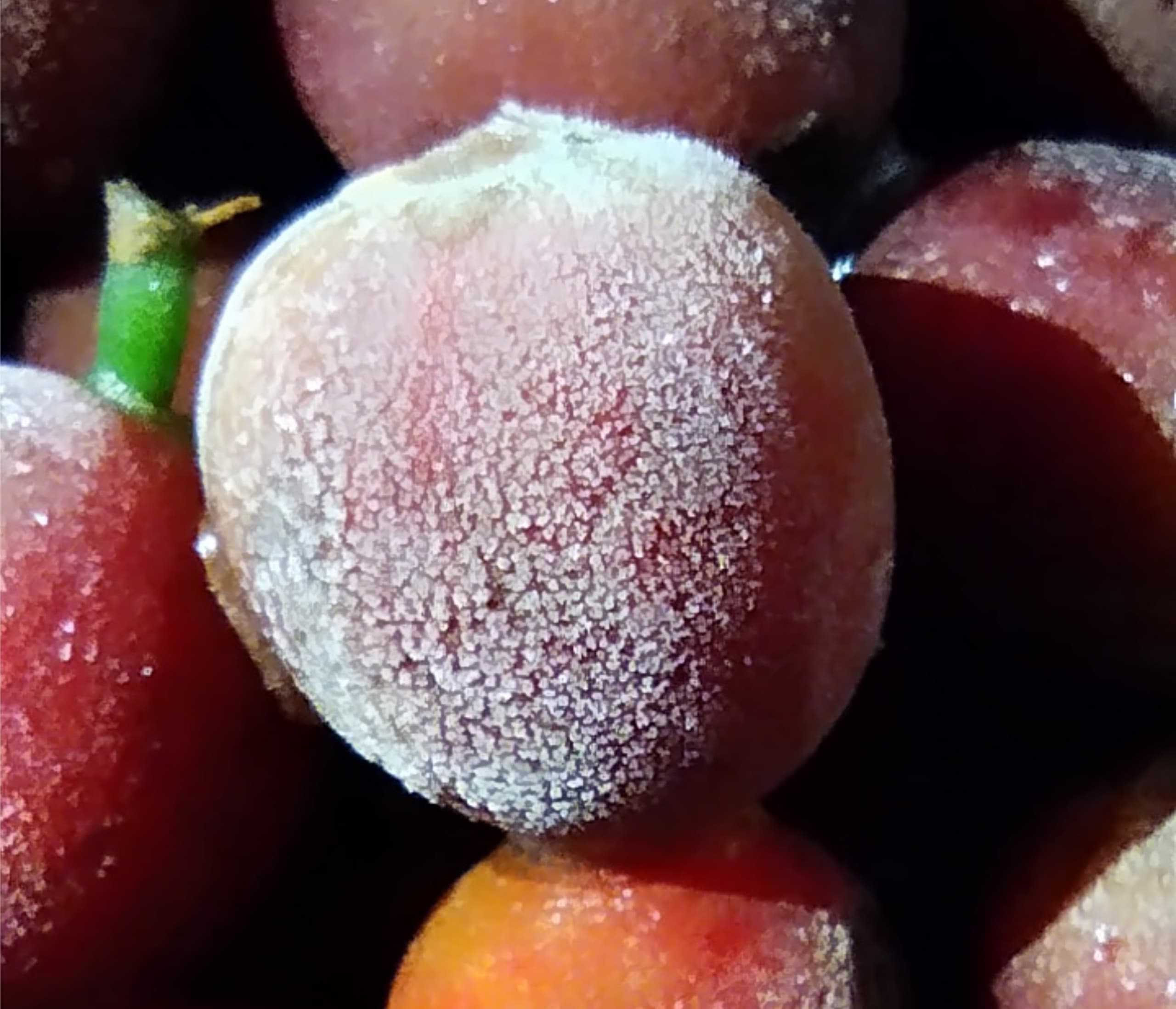 Coffee cherries being ultra-frozen in specialized equipment