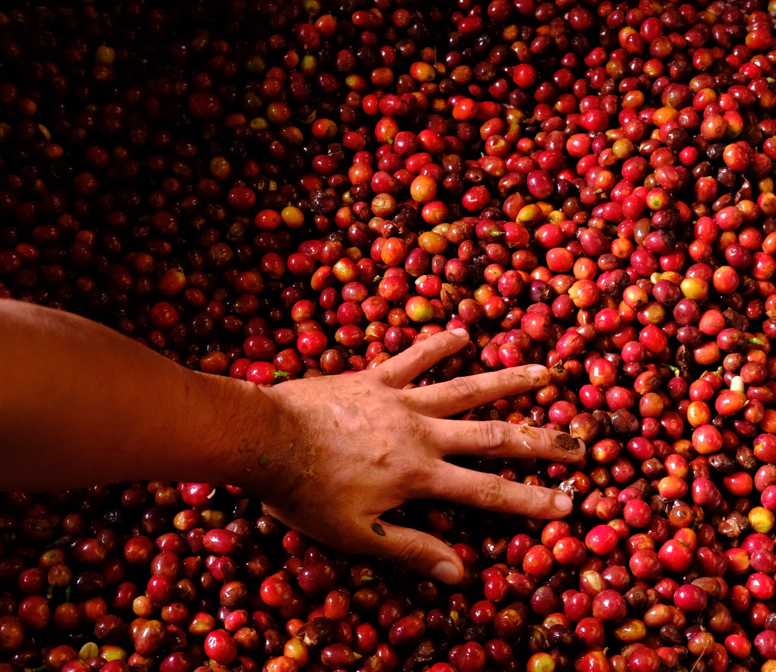 Hand-picking ripe coffee cherries for quality selection