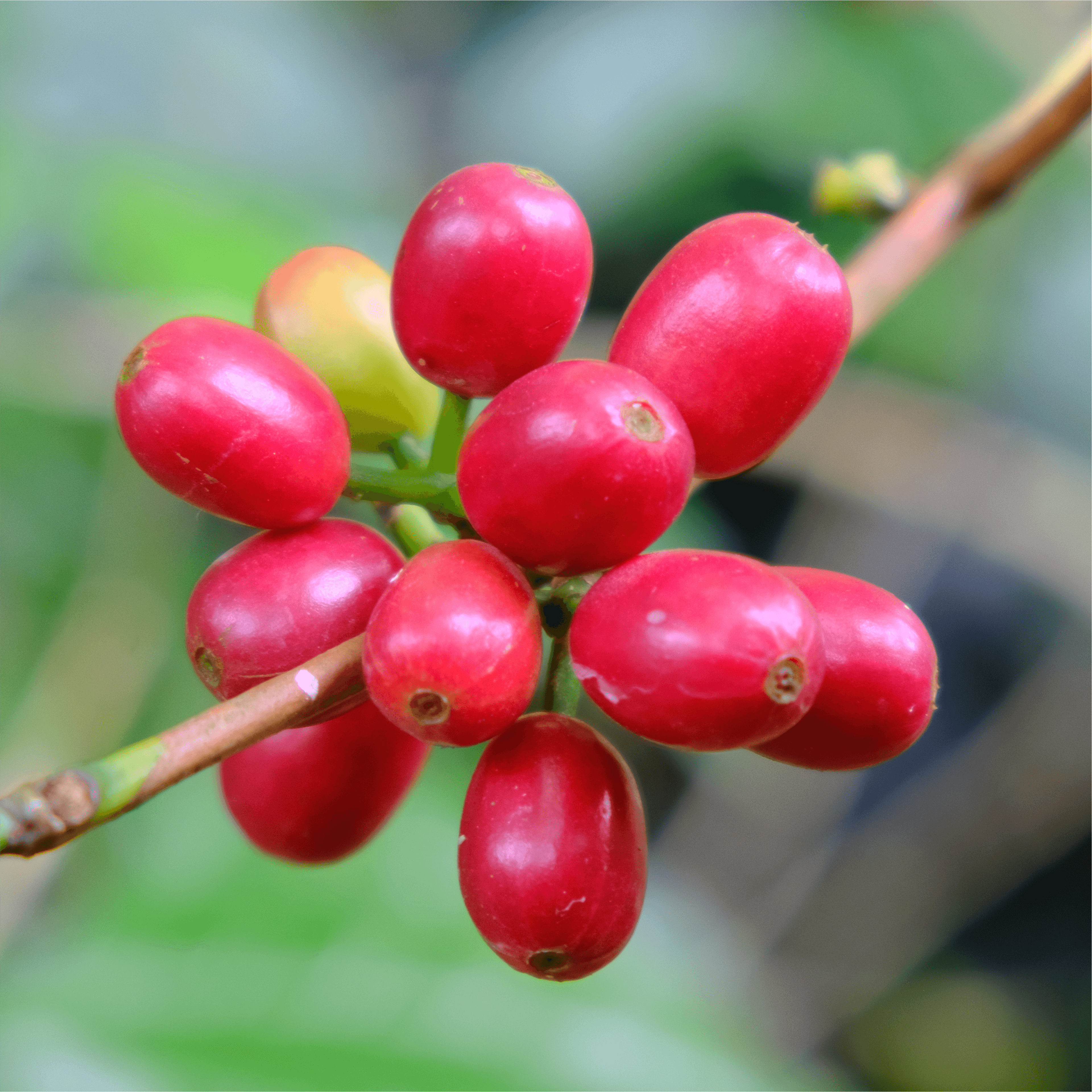 Coffee Growing