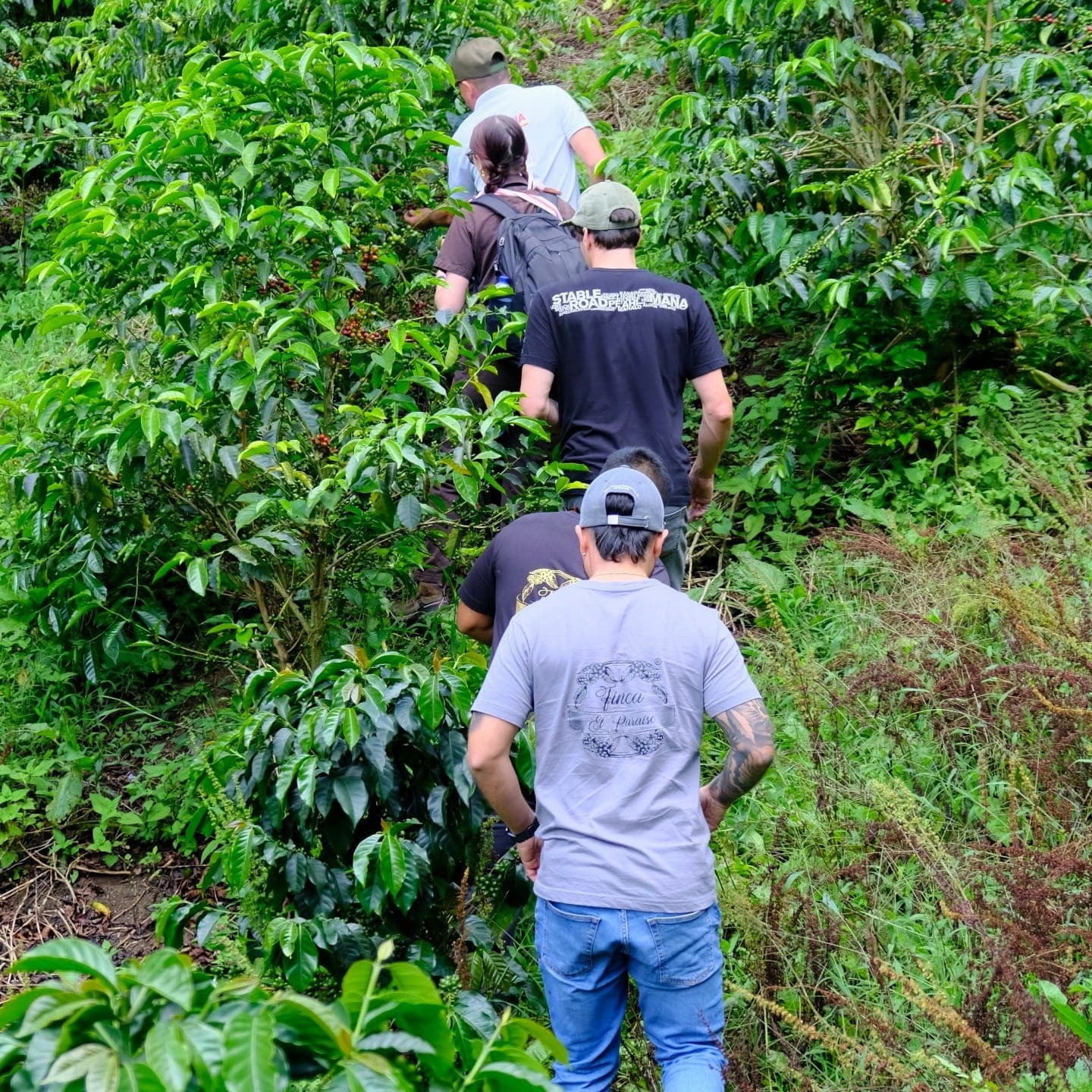 Coffee plants growing in rows at Finca Paraíso Gibraltar with lush green scenery.