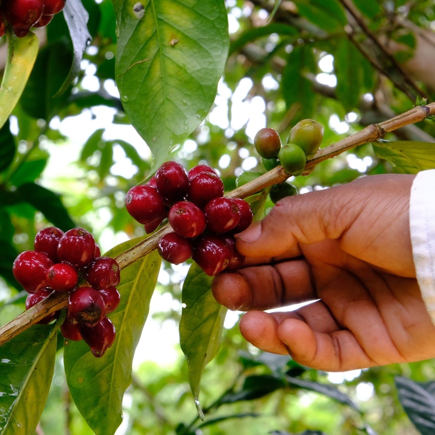 Close-up of ripe red coffee cherries ready for harvest at Finca Paraíso Gibraltar.