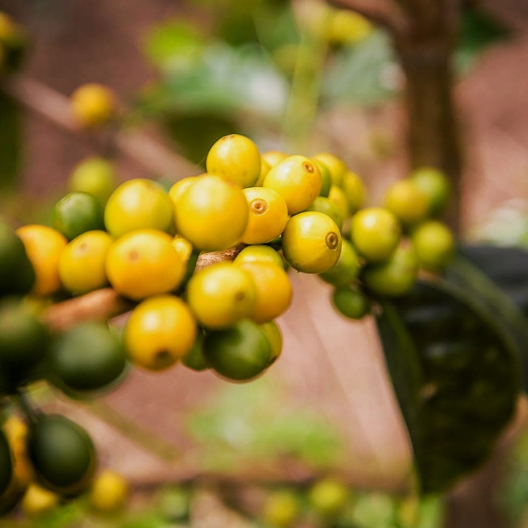 Panoramic view of the coffee farm fields with a clear sky, showing the vastness of Finca Paraíso Gibraltar.