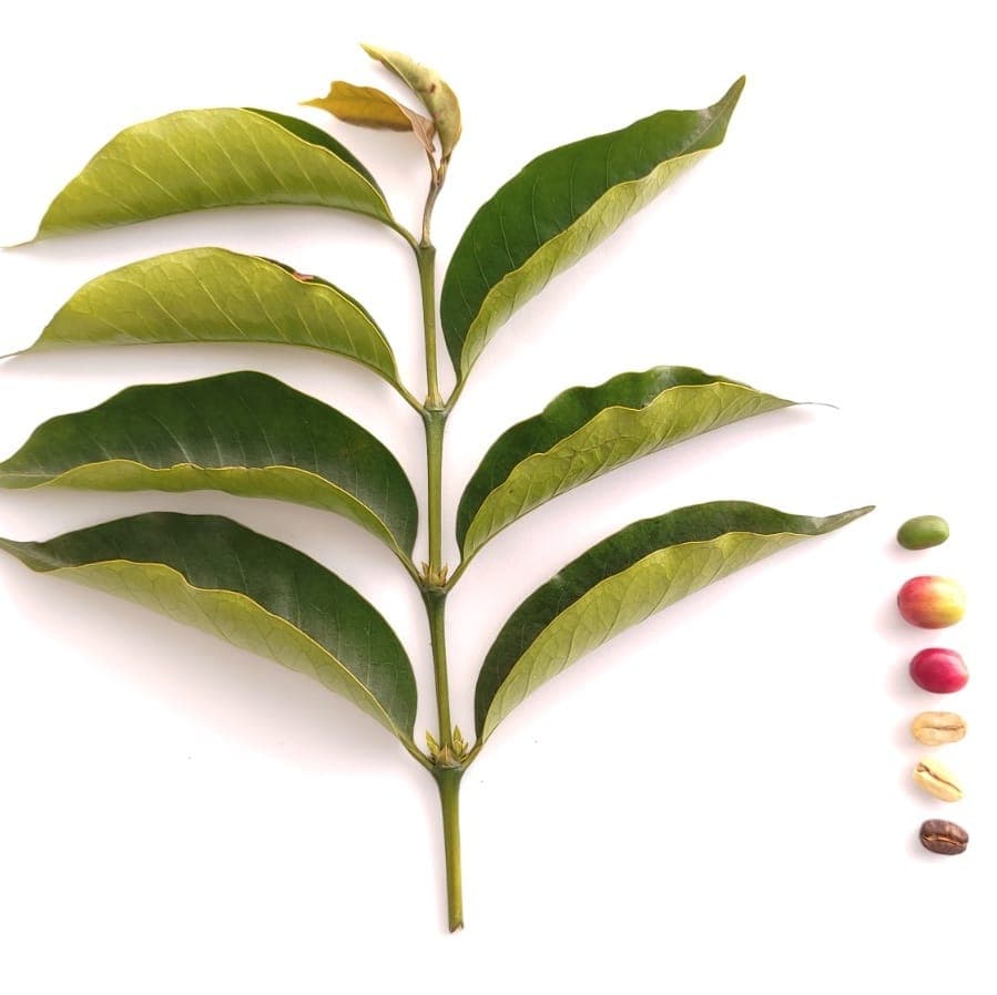 Overview of Finca Paraíso Santana with rows of coffee trees under partial shade.