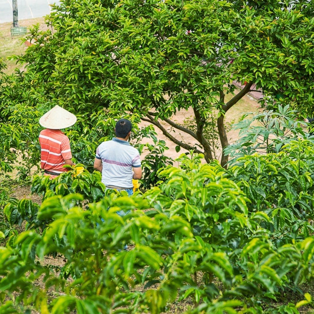 Close-up of healthy coffee cherries on a branch at Finca Paraíso Santana.