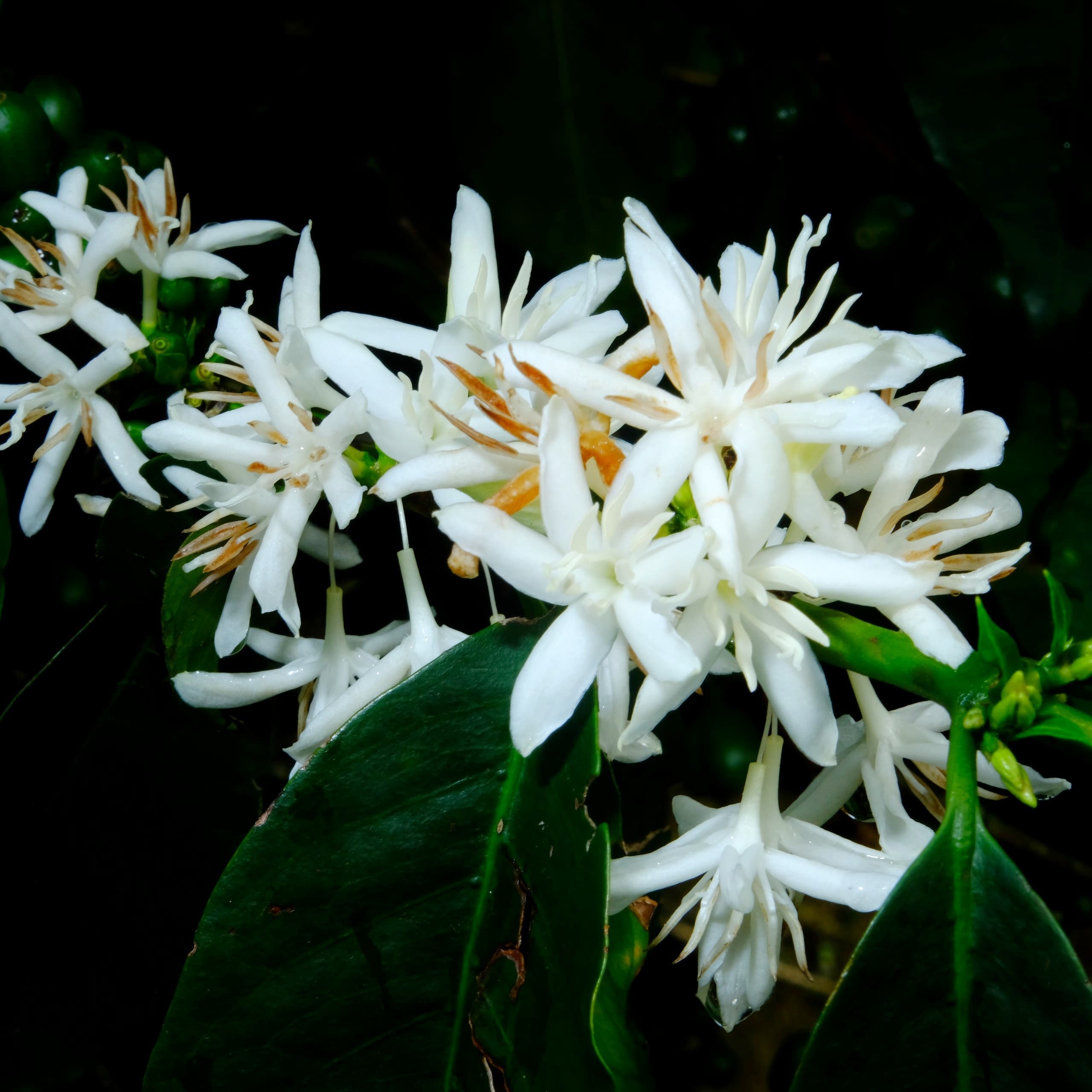 Landscape view of the coffee farm with surrounding nature at Finca Paraíso Santana.