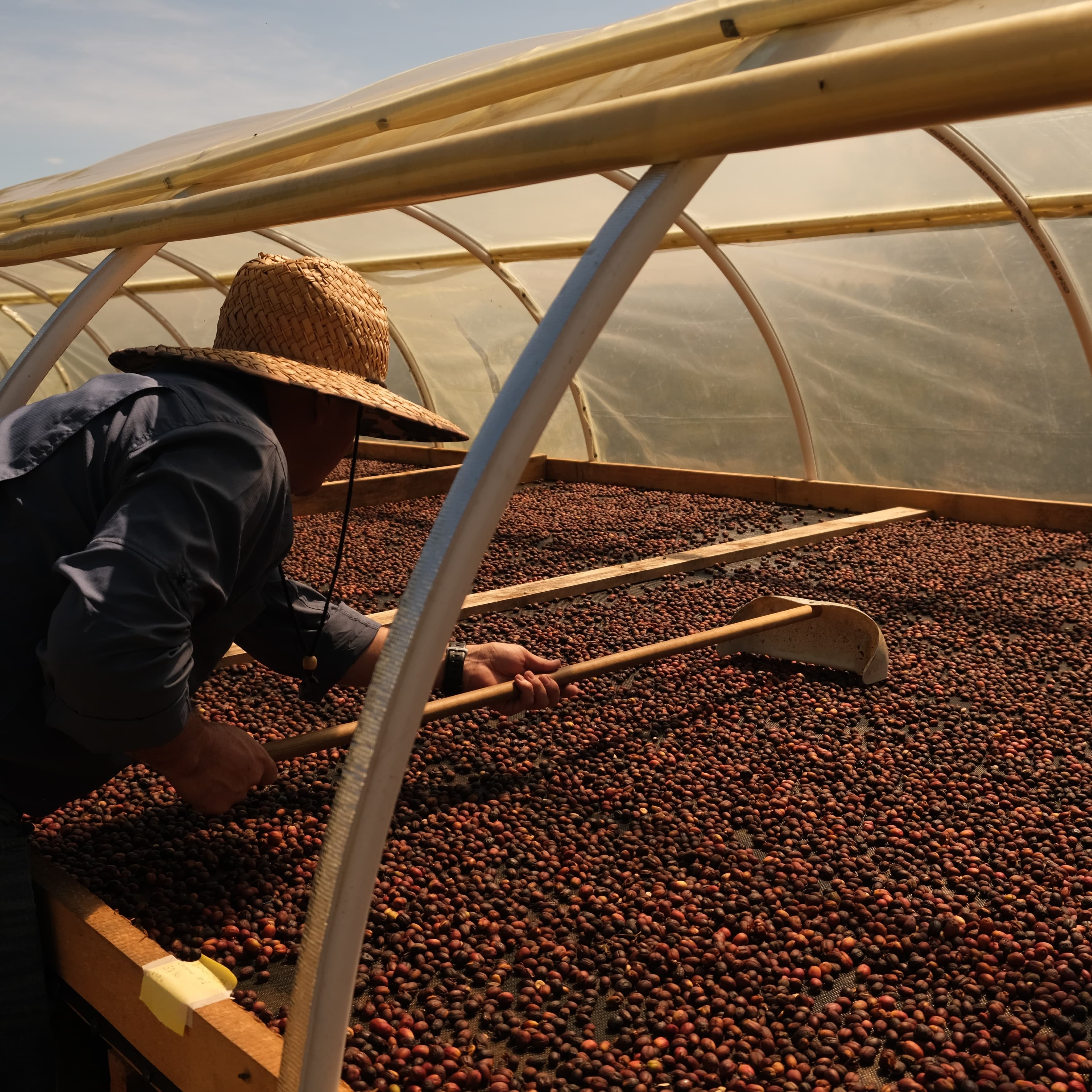 Overview of coffee plantation at Finca Paraíso Villa Alejandro