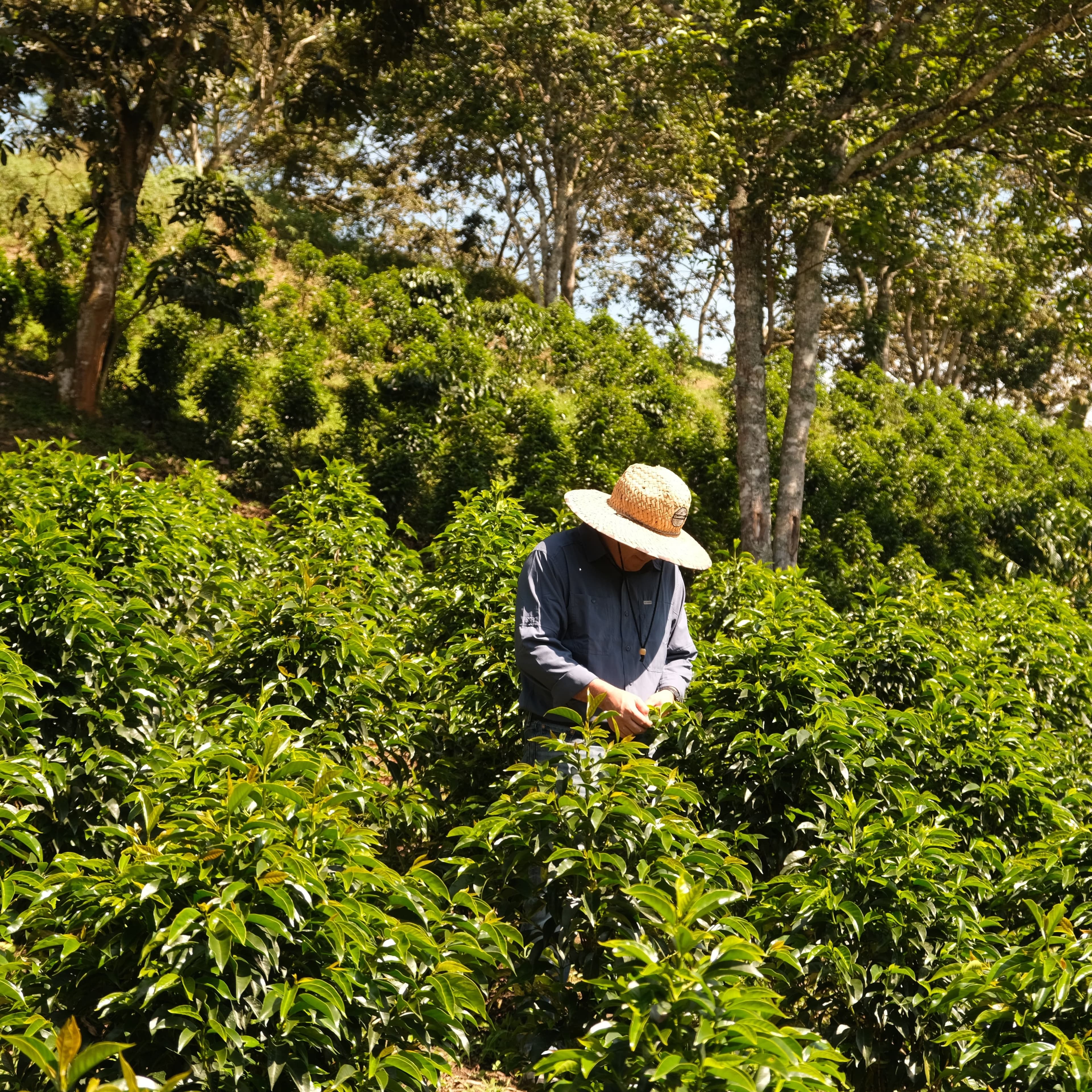 Close-up of ripe coffee cherries on a branch at Villa Alejandro