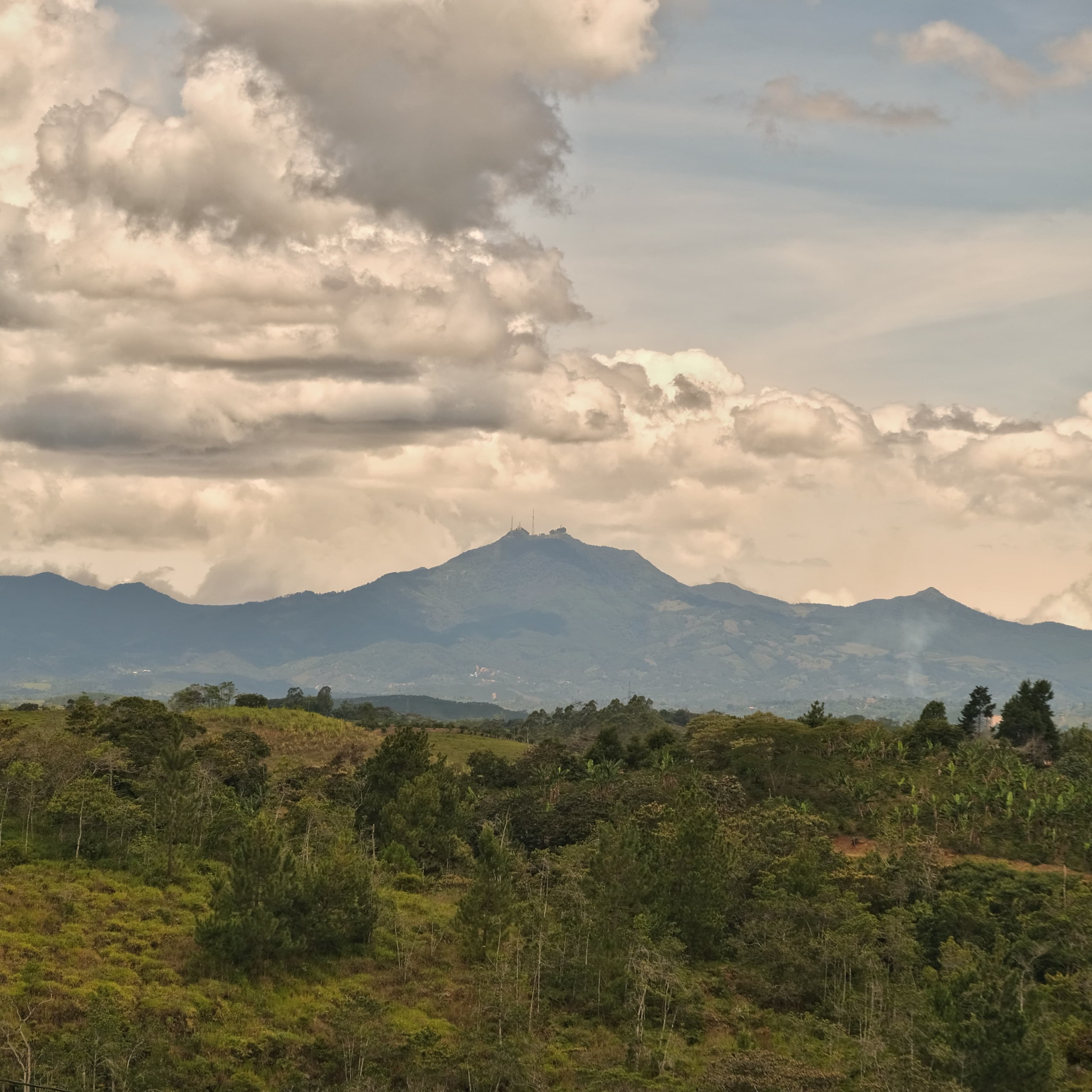 Lush green coffee fields under natural shade at Finca Villa Alejandro