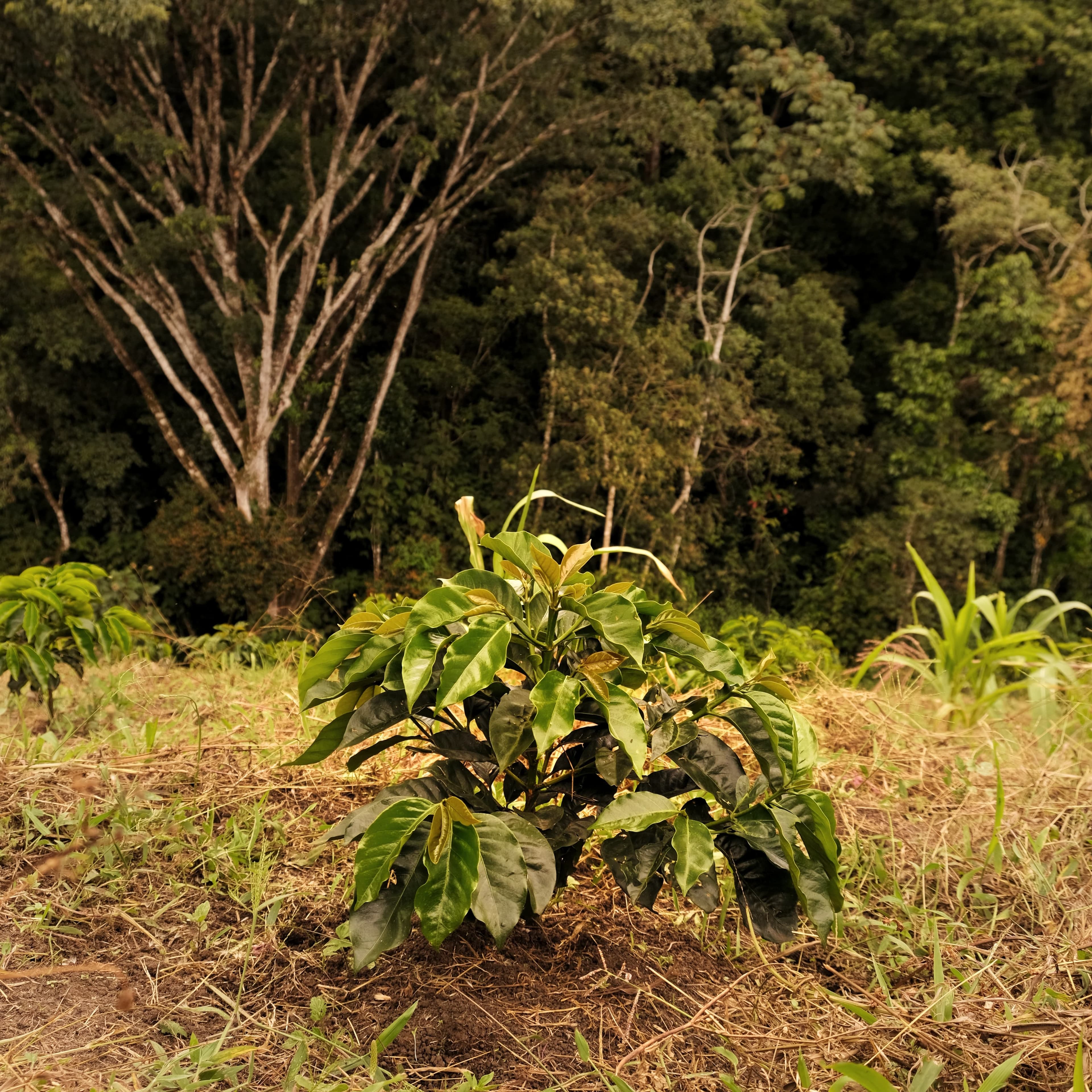 Close-up of vibrant green coffee plants on the volcanic soil of Finca Villa Elena