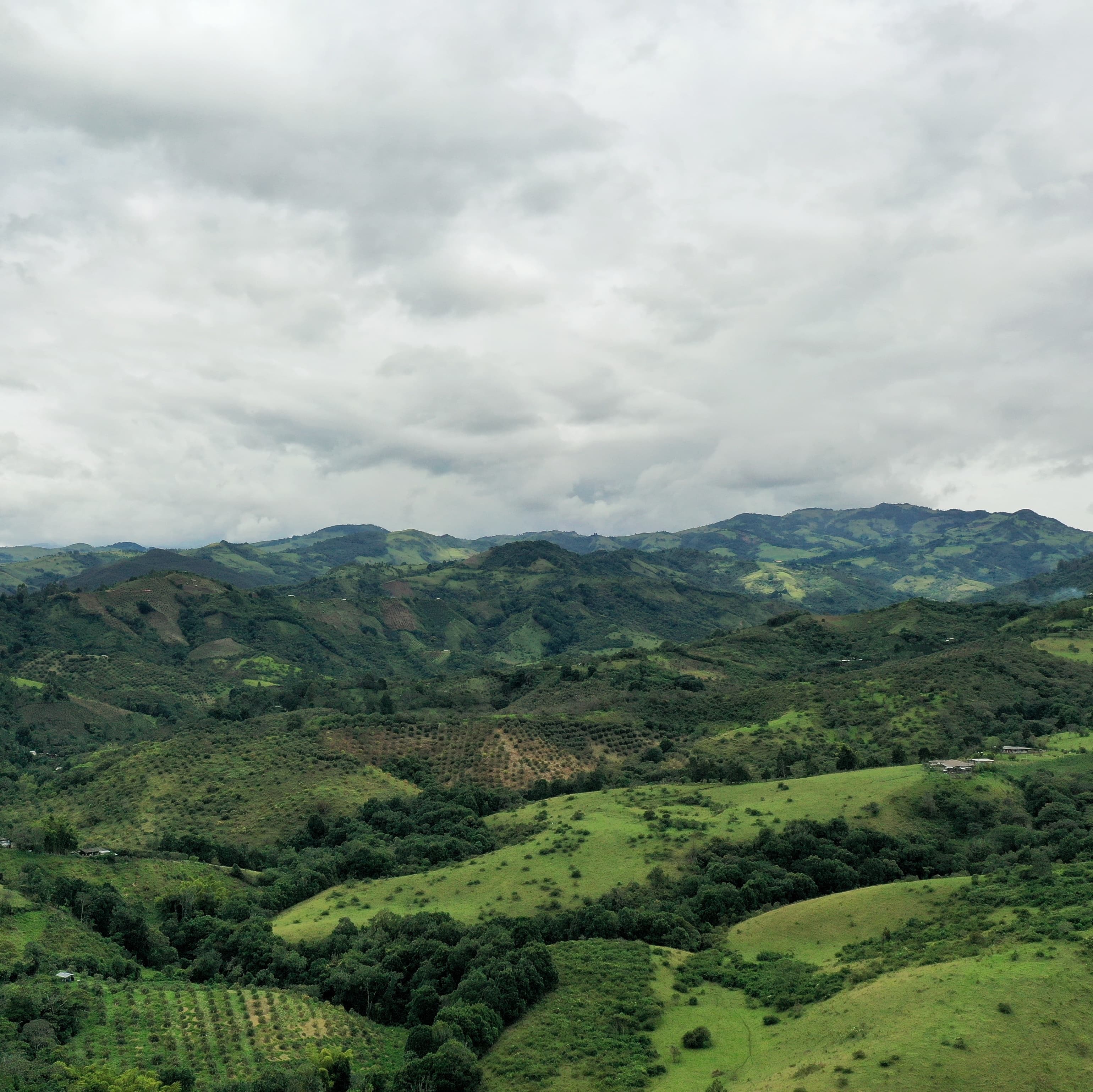 A section of Finca Villa Elena showing healthy coffee trees and rich soil