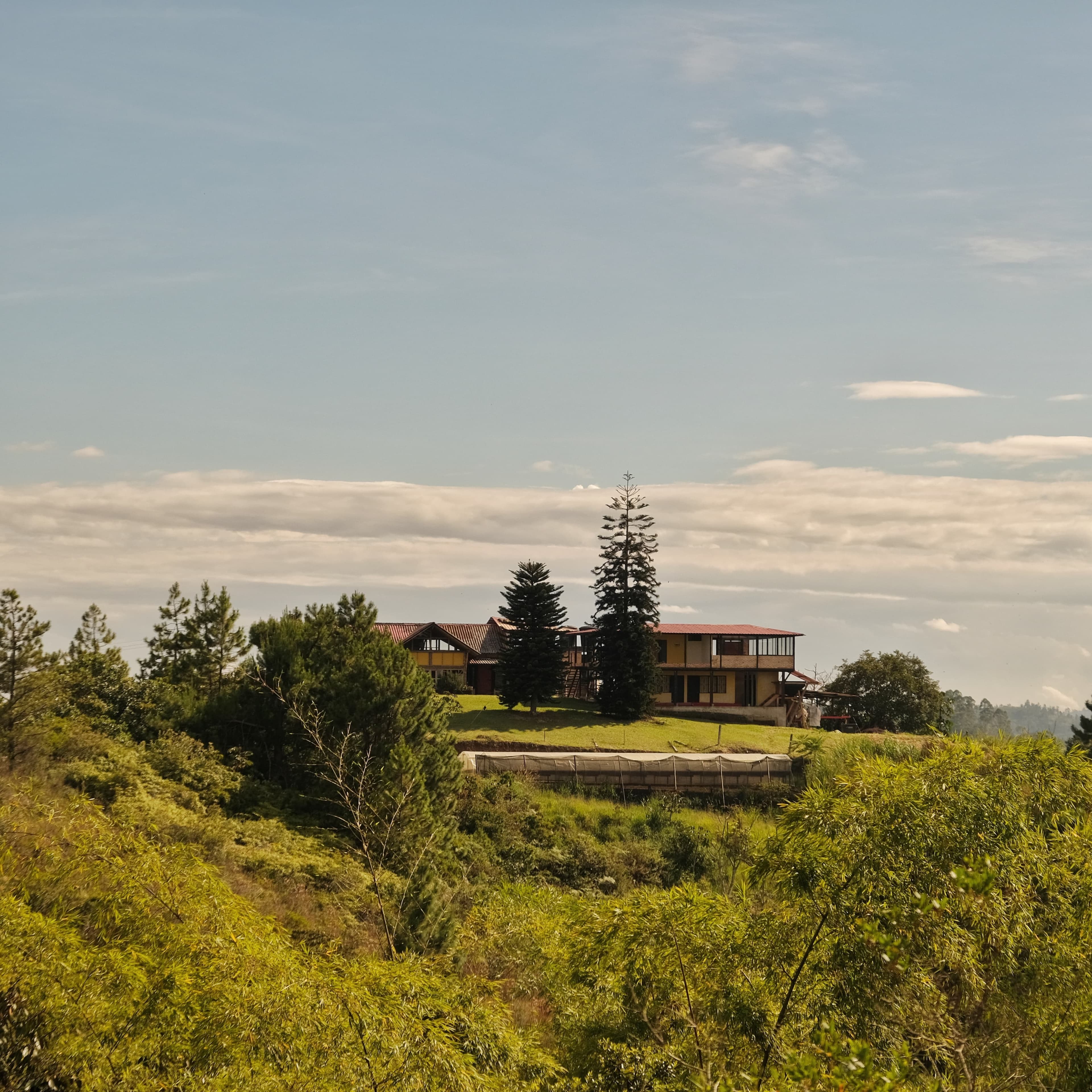 Overview of Finca Paraíso Villa Esperanza with diverse coffee plants