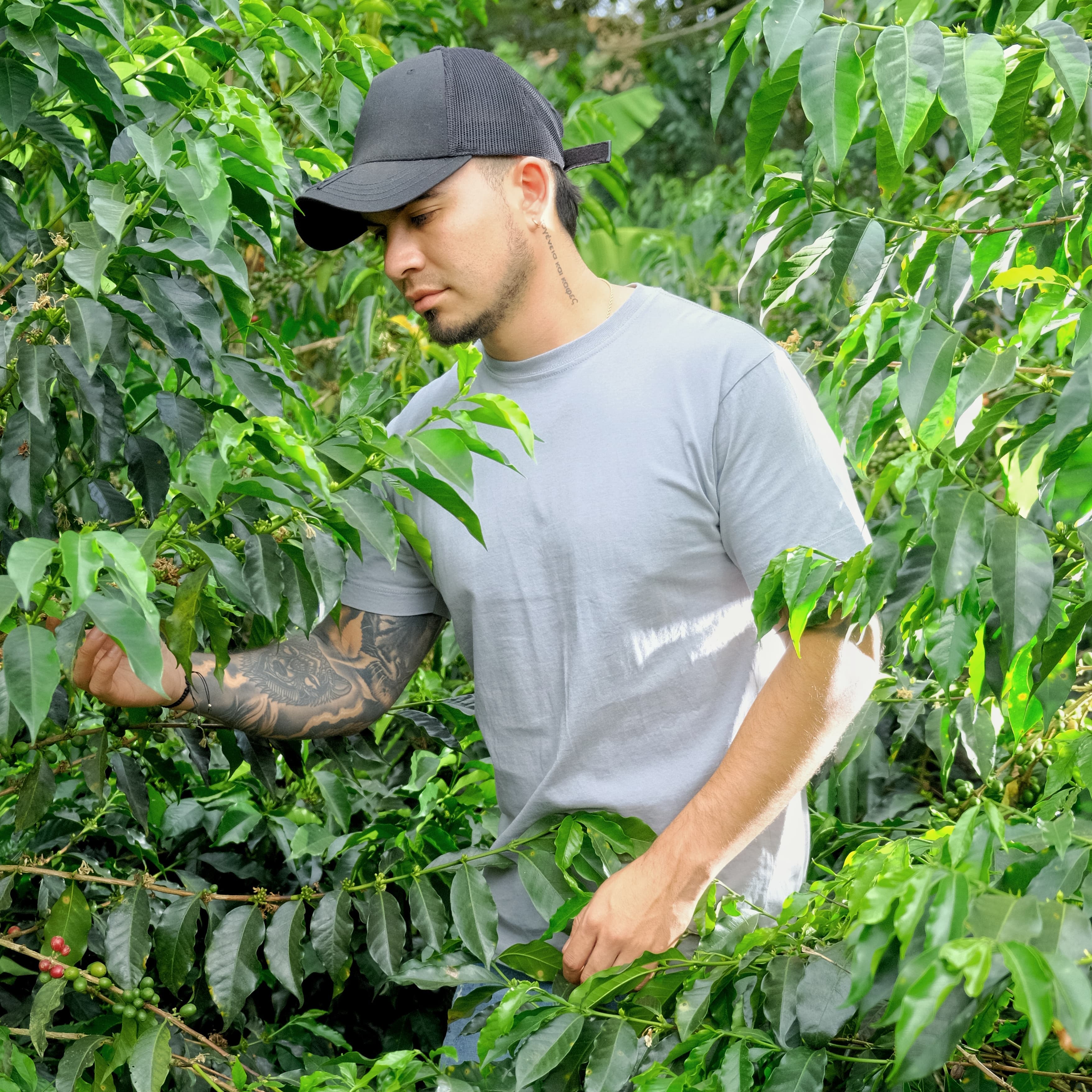 Close-up of healthy coffee cherries from one of Villa Esperanza's varieties