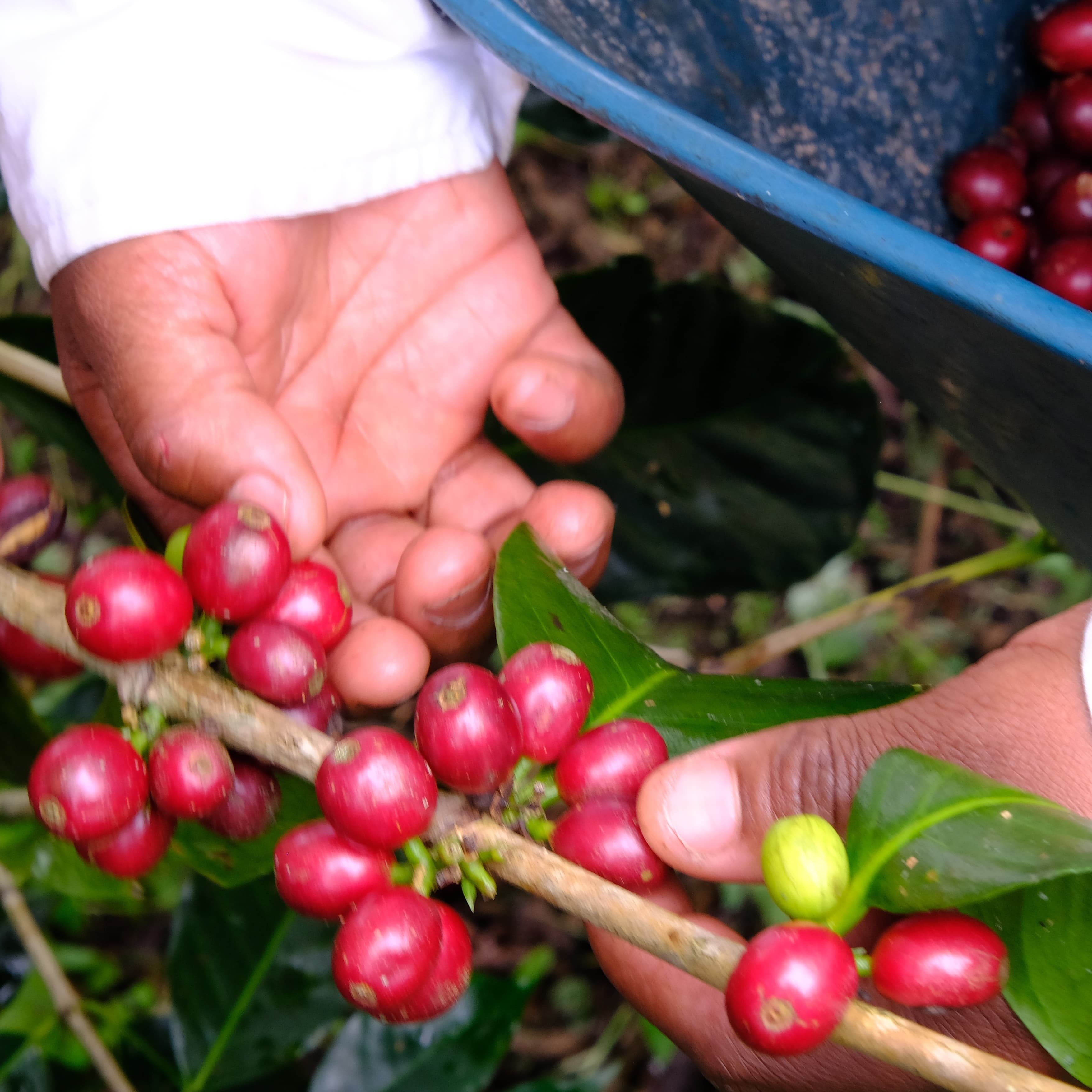 Landscape view of Finca Villa Esperanza showcasing its rich biodiversity
