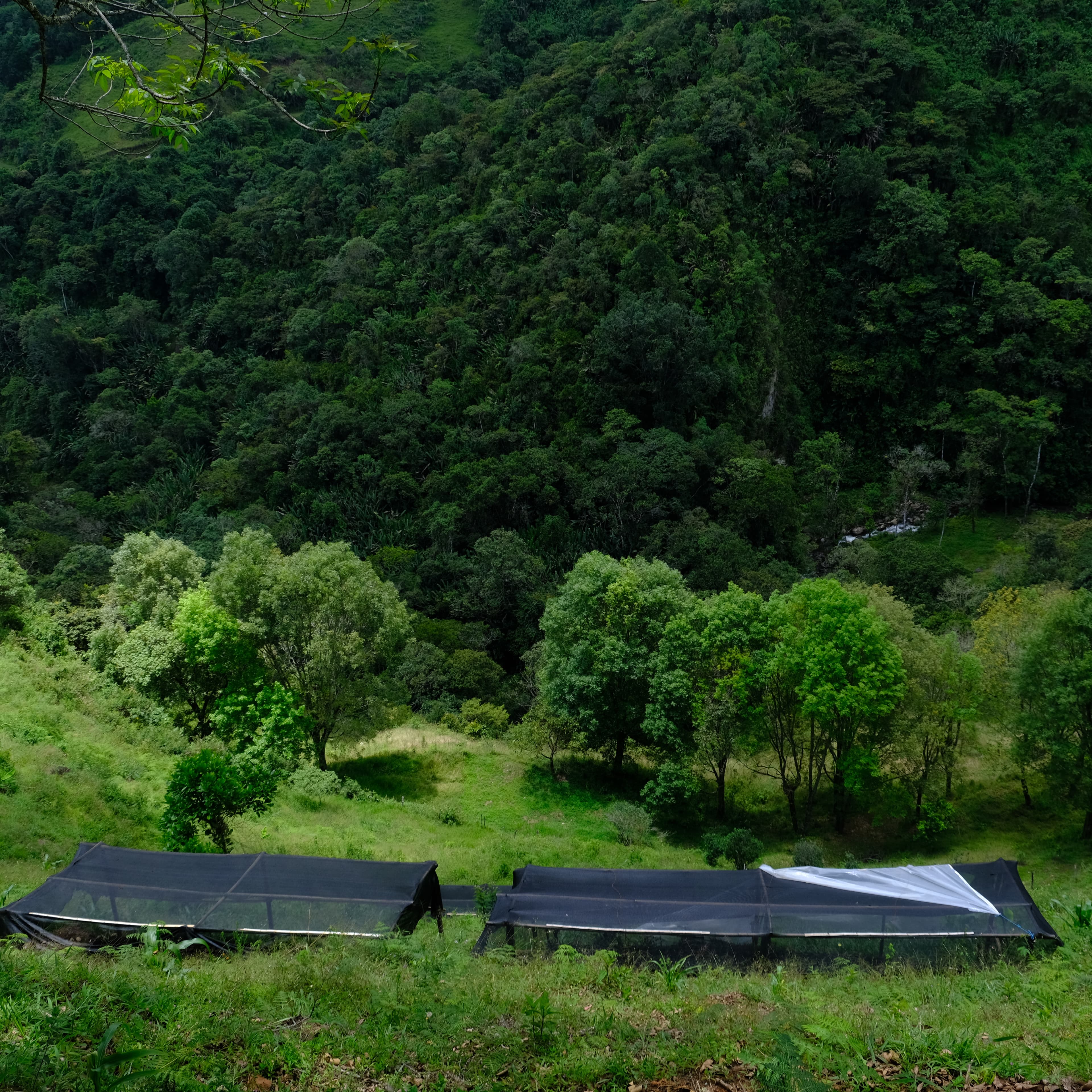 Mature coffee trees laden with red cherries at Finca Villa Jerónimo
