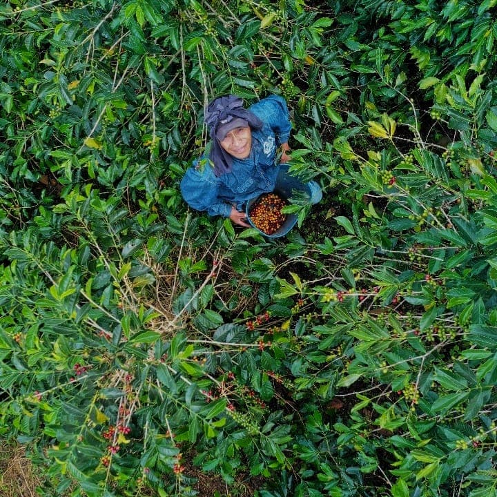 Close-up of coffee cherries on a tree at Finca Villa Rosita.