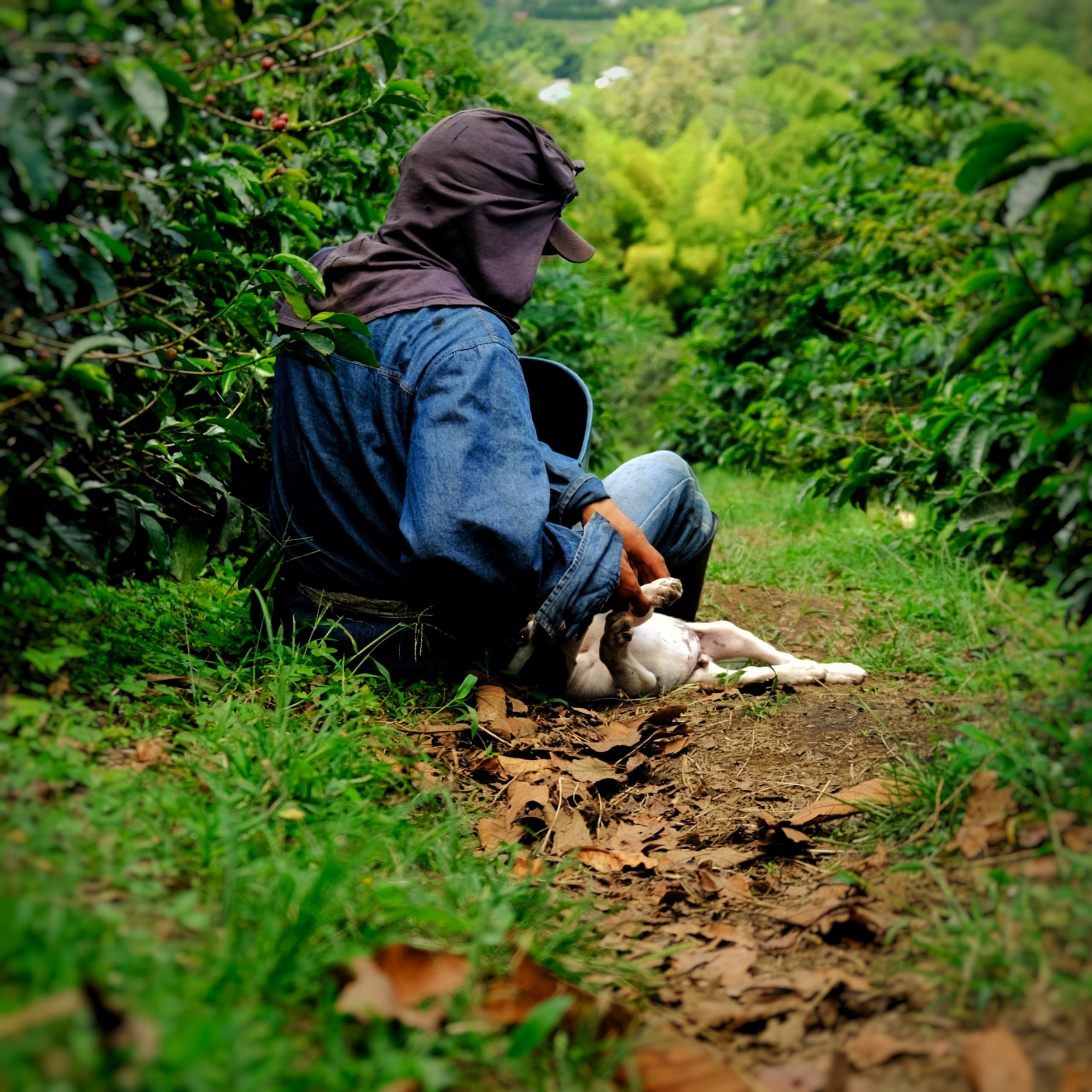 Coffee plantation rows stretching into the distance at Finca Villa Rosita.