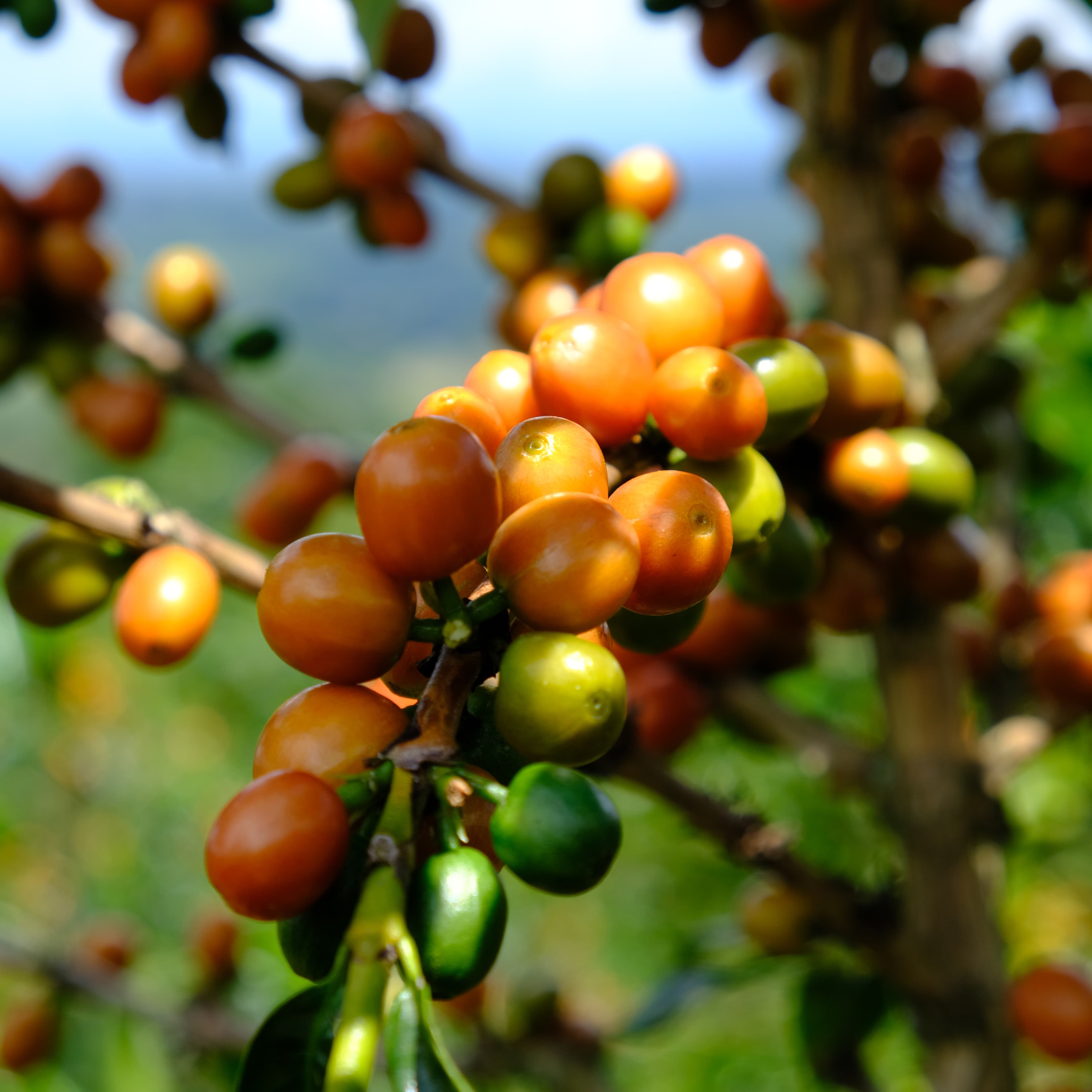 Panoramic view of Finca Villa Rosita coffee farm with lush trees.